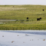 Certified Angus Beef & Ducks Unlimited Work Together to Preserve Working Grasslands