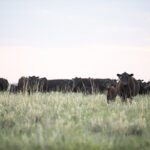 The Best-Selling Beef Brand Sets Records Mid-Year