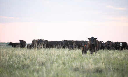 The Best-Selling Beef Brand Sets Records Mid-Year