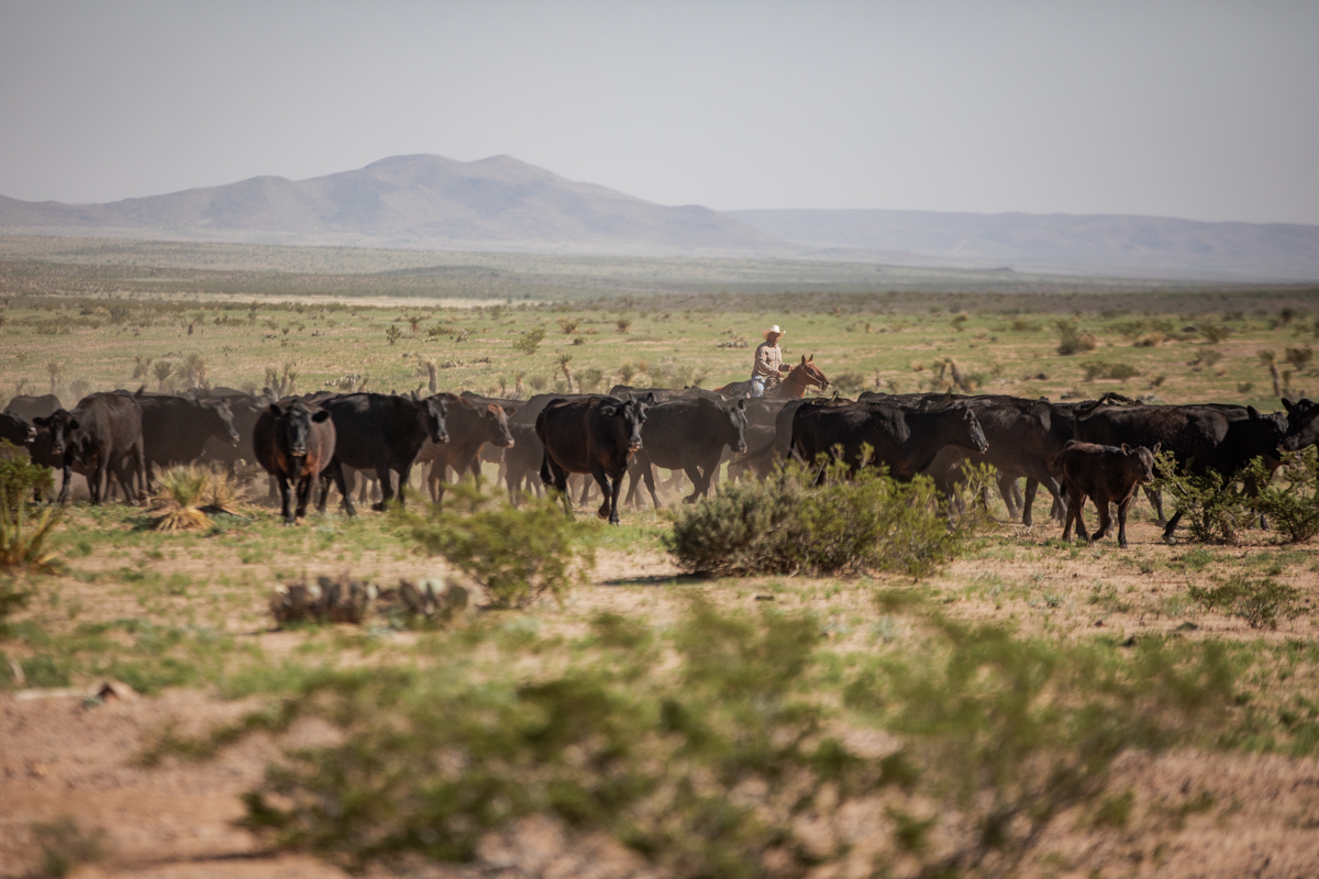 25_21681_MeansRanch_TX_LGR-8111-1201x800-5b2df79