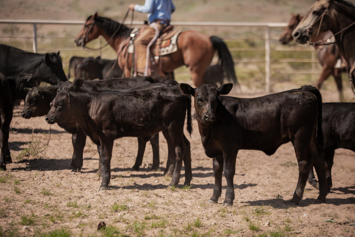 25_21681_MeansRanch_TX_LGR-8231-1200x800-5b2df79
